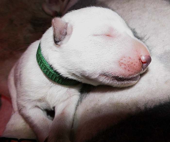 kanadische-weisse-schaeferhunde.de, Welpen weisser Schferhund