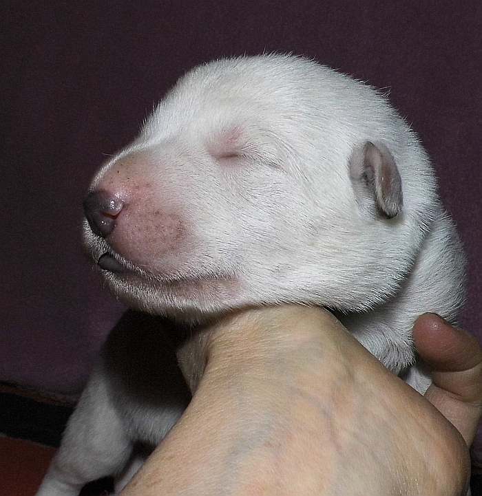 kanadische-weisse-schaeferhunde.de, Welpen weisser Schferhund