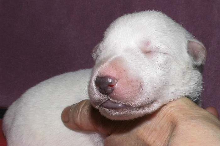 kanadische-weisse-schaeferhunde.de, Welpen weisser Schferhund