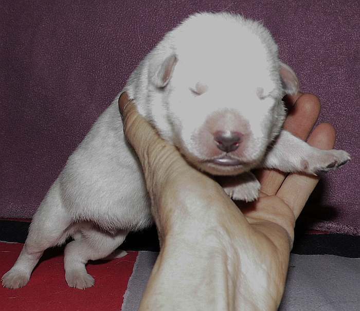 kanadische-weisse-schaeferhunde.de, Welpen weisser Schferhund