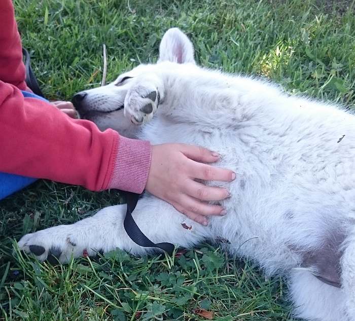 weisser Schferhund - die Grenzgnger