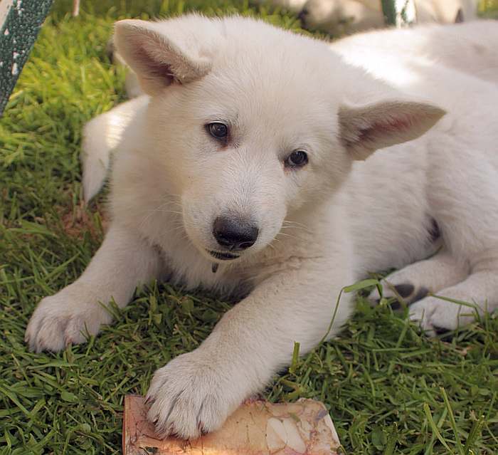 weisser Schferhund - die Grenzgnger