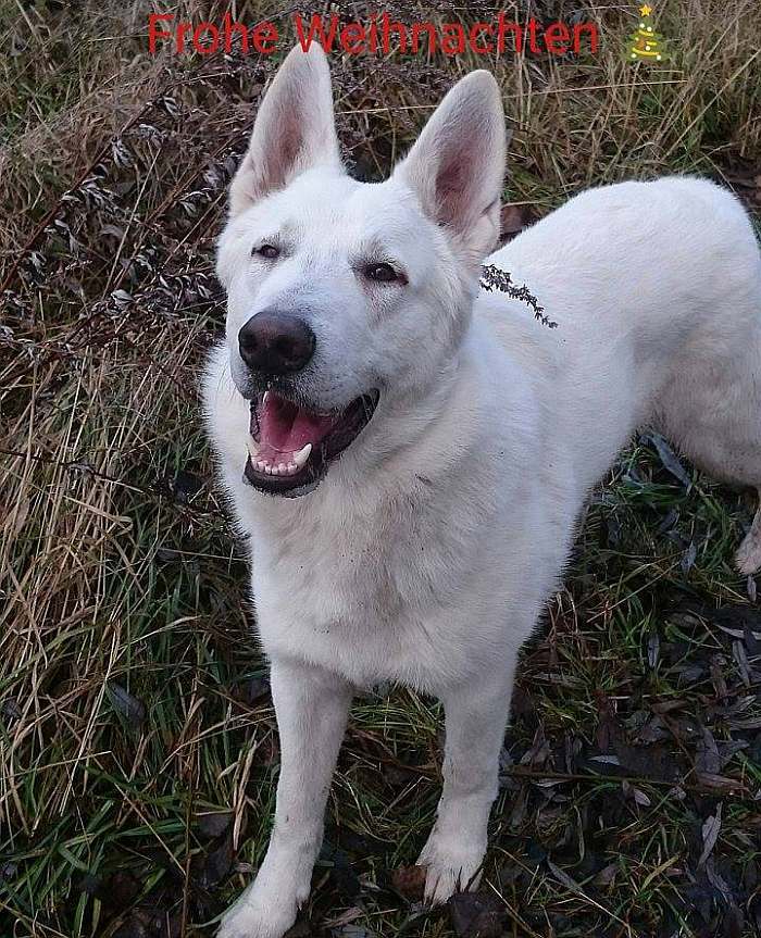 Weisser Schferhund Shadow von den Grenzgngern