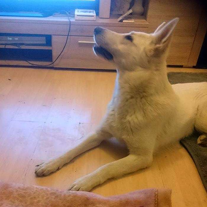 Weisser Schferhund Shadow von den Grenzgngern