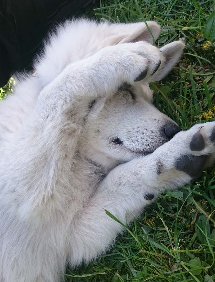 weisser Schferhund - die Grenzgnger