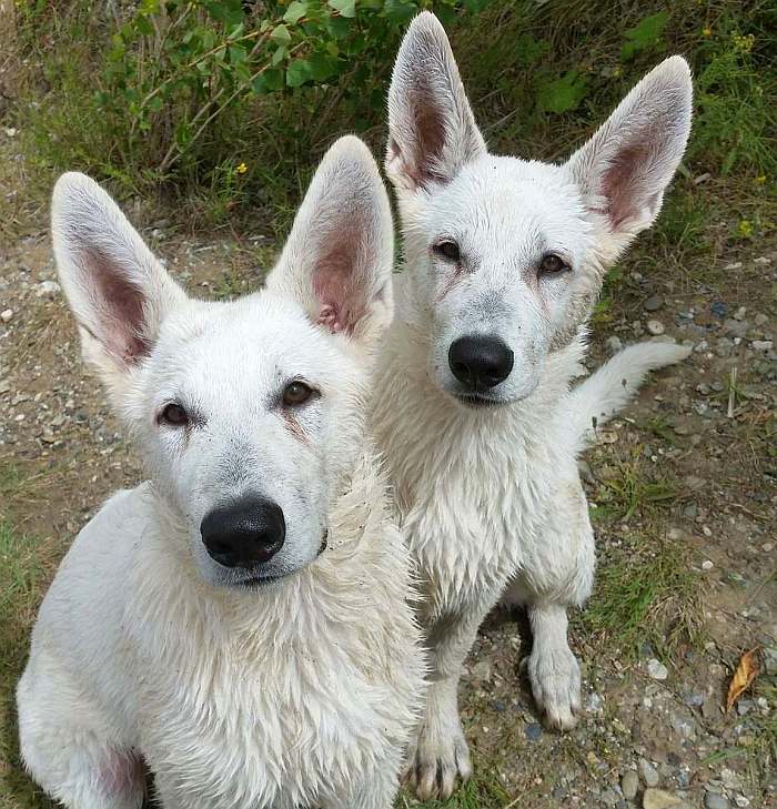 weisser Schferhund - die Grenzgnger