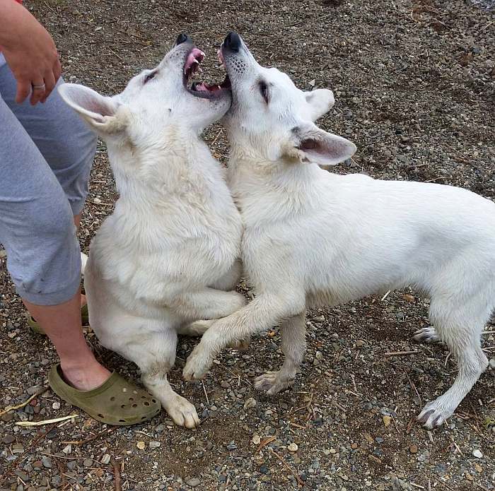 weisser Schferhund - die Grenzgnger