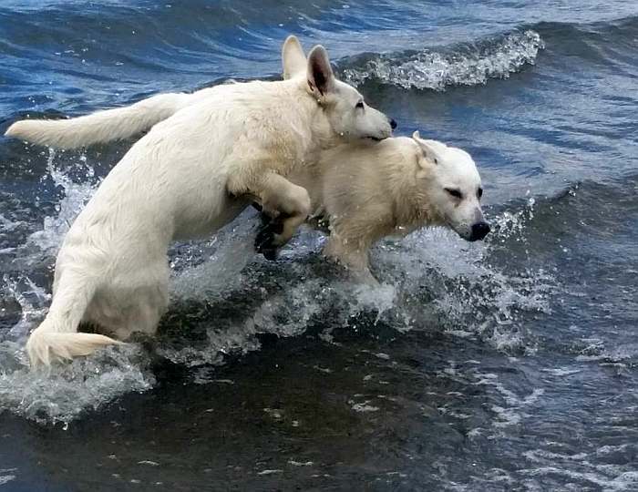 weisser Schferhund - die Grenzgnger