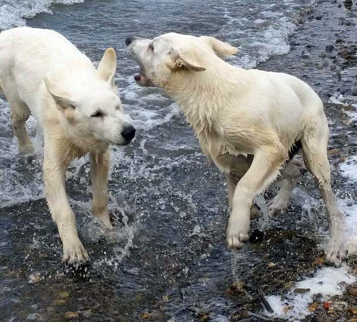 weisser Schferhund - die Grenzgnger