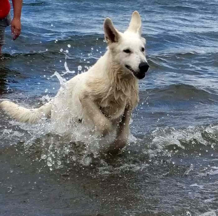 weisser Schferhund - die Grenzgnger