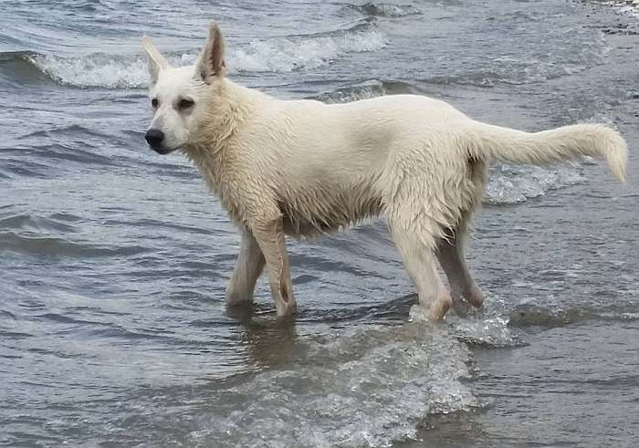 weisser Schferhund - die Grenzgnger