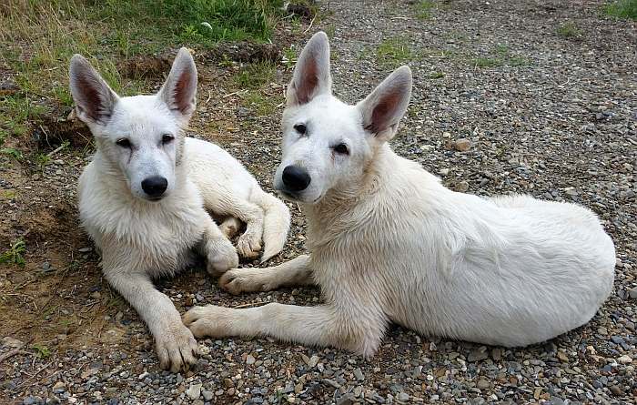 weisser Schferhund - die Grenzgnger