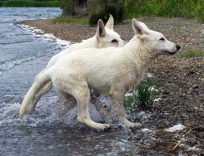 weisser Schferhund - die Grenzgnger