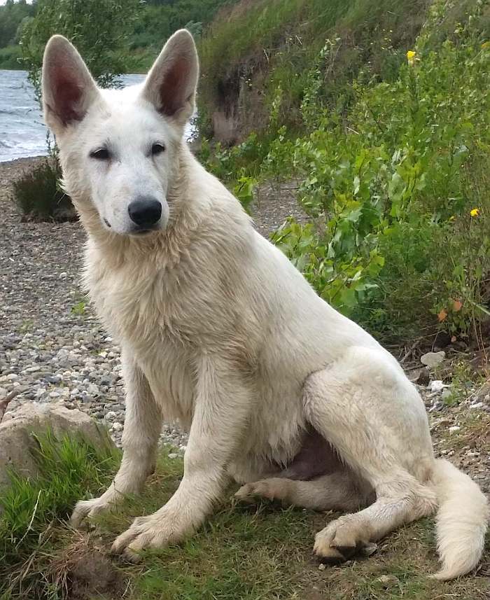 weisser Schferhund - die Grenzgnger