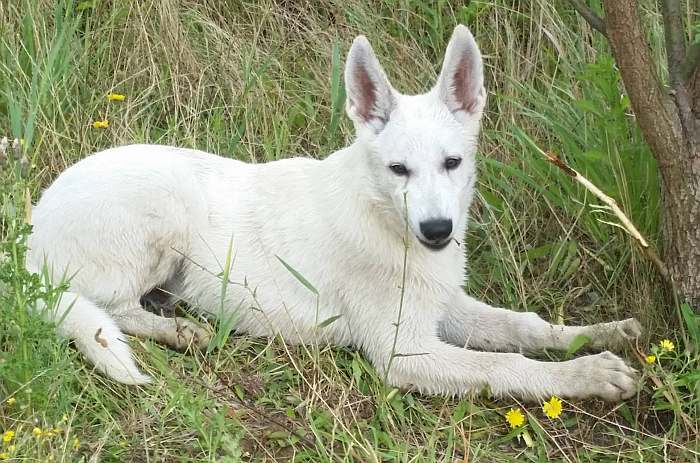 weisser Schferhund - die Grenzgnger