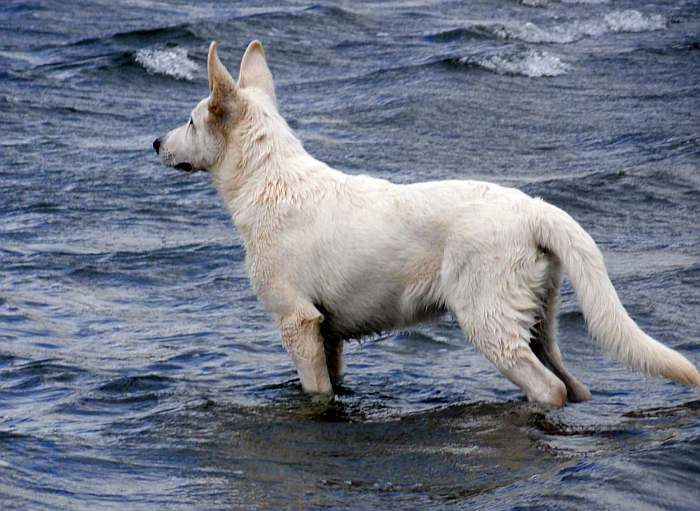 weisser Schferhund - die Grenzgnger