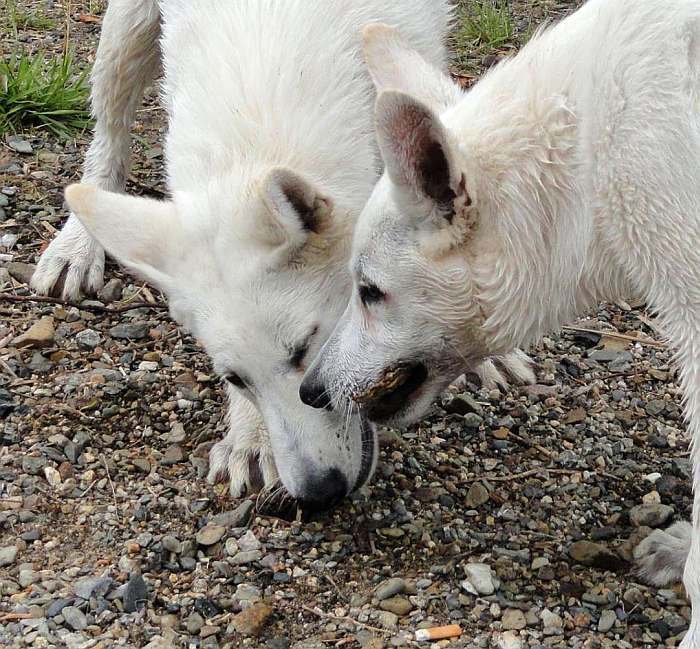 weisser Schferhund - die Grenzgnger