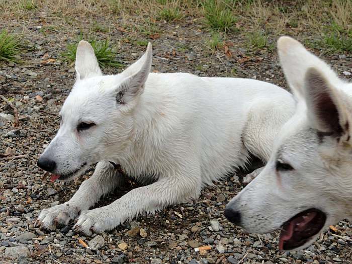 weisser Schferhund - die Grenzgnger