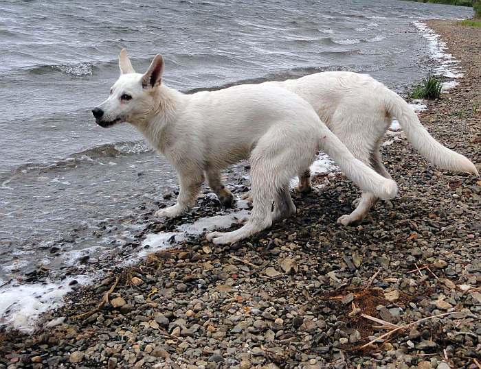 weisser Schferhund - die Grenzgnger