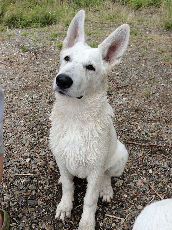 weisser Schferhund - die Grenzgnger