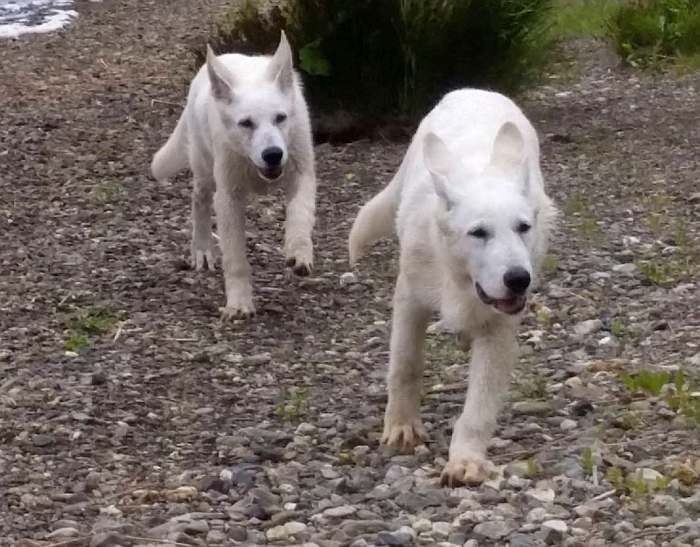 weisser Schferhund - die Grenzgnger