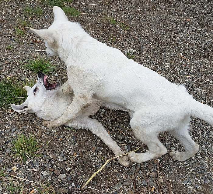 weisser Schferhund - die Grenzgnger