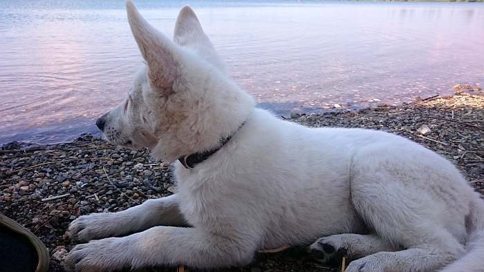 weisser Schferhund - die Grenzgnger